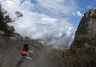 Crimson rosella West Kaputar