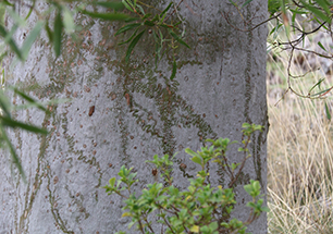 Giant pink slug chewing patterns on tree trunk