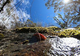 Giant pink slug descending rockface