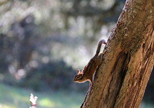 Chipmunk at Grass Mountain, Sitka Center of Art & Ecology, USA