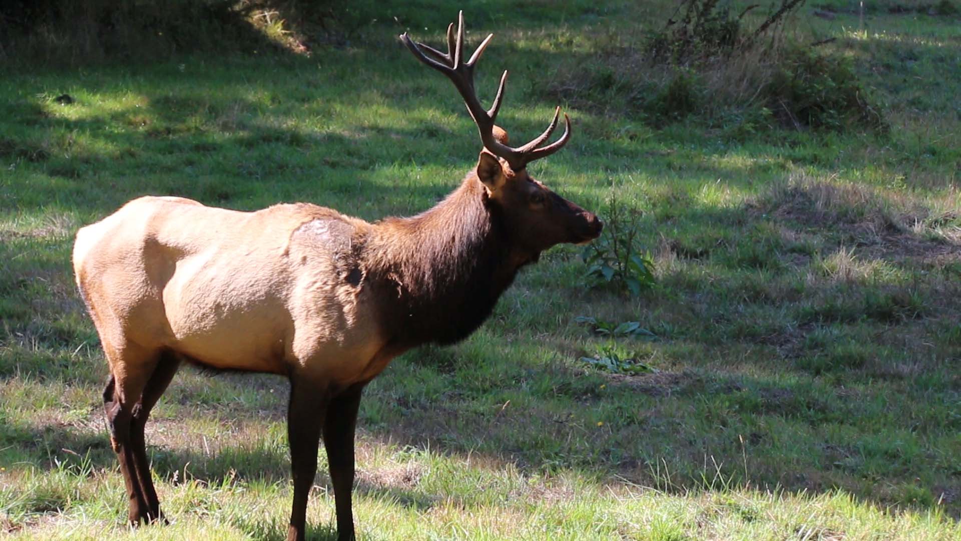 Bull elk at Grass Mountain, Sitka Center for Art & Ecology, USA