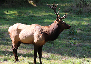 Bull elk at Grass Mountain, Sitka Center for Art & Ecology, USA