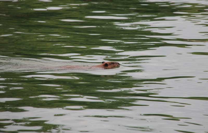 beaver at Bishop Wild Bird Sanctuary Kalamalka Lake Okanagan Canada