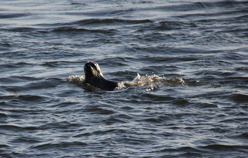 beaver at Bishop Wild Bird Sanctuary Kalamalka Lake Okanagan Canada